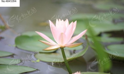【黄药子的治病功效】黄药子的用法用量 - 黄药子主治配方网
