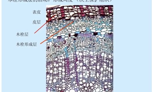 【黄药子的治病功效】黄药子的用法用量 - 黄药子主治配方网