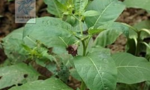 【黄药子的治病功效】黄药子的用法用量 - 黄药子主治配方网
