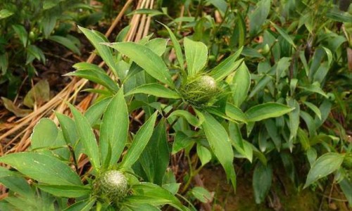 【黄药子的治病功效】黄药子的用法用量 - 黄药子主治配方网